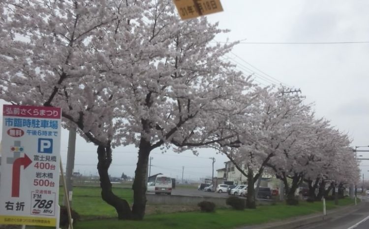 桜の木 の画像