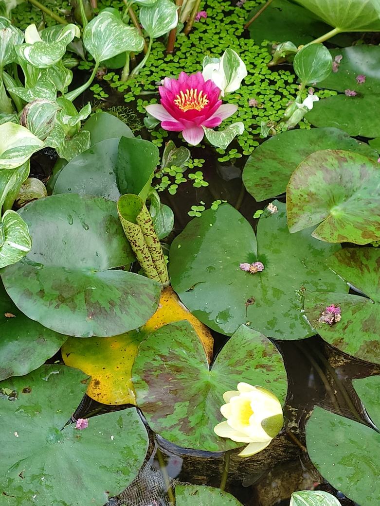 ビオトープ（自然環境の再生）