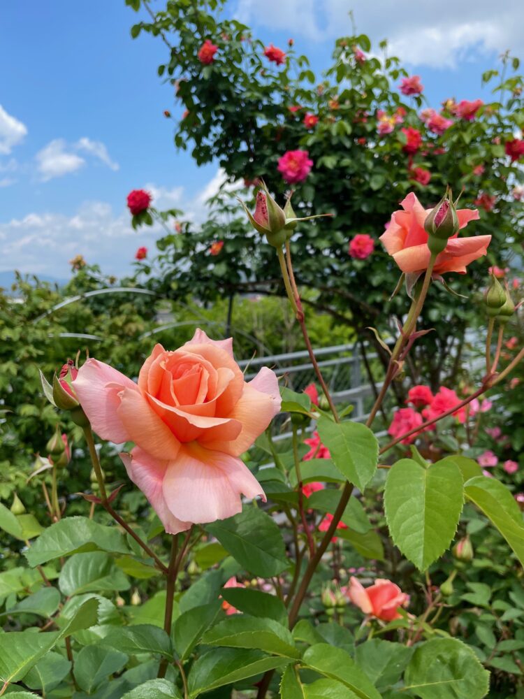 大館市の石田ローズガーデンへ行ってきました🌹