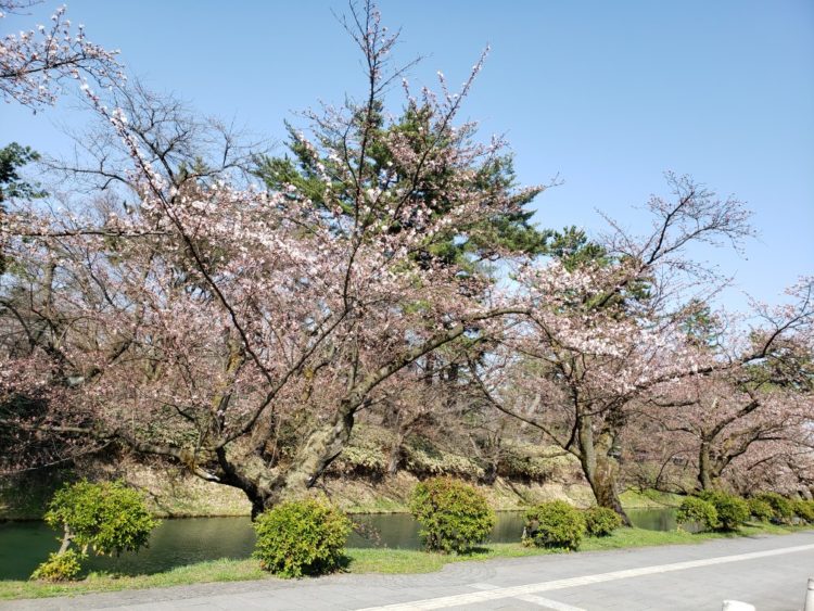 2024弘前さくらまつり
