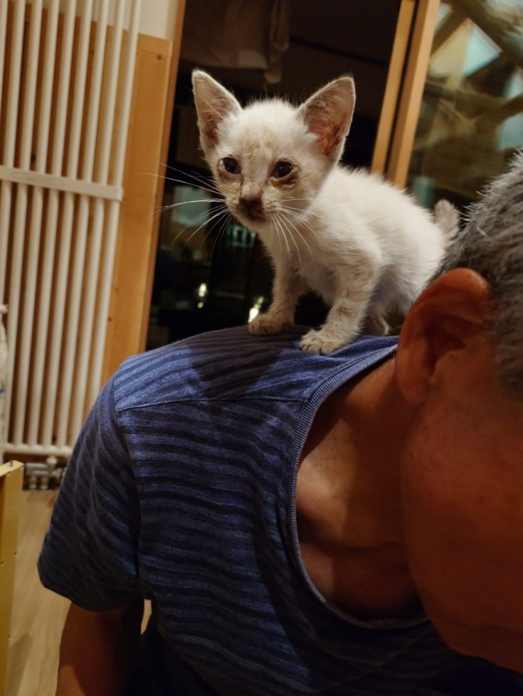 我が家に新人『ユカちゃん』捨て猫(=^・^=)入居