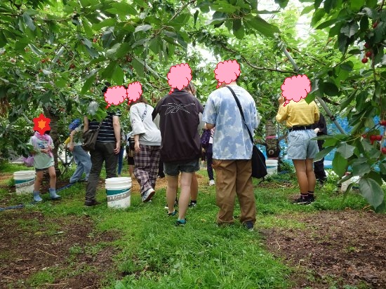 児童養護施設弘前愛成園の子供たちと『🍒さくらんぼ狩り』