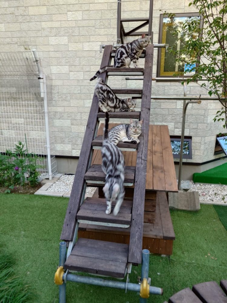 保護(=^・^=)ネコも元気、メダカも元気！