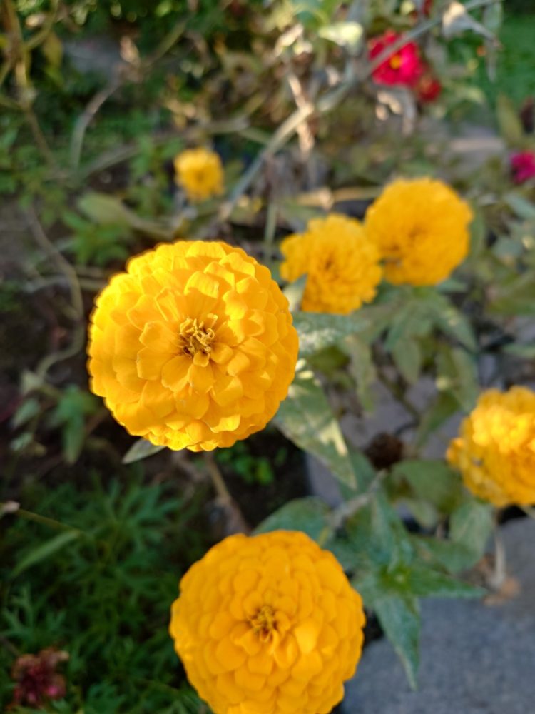 我が家の秋の花🌸
