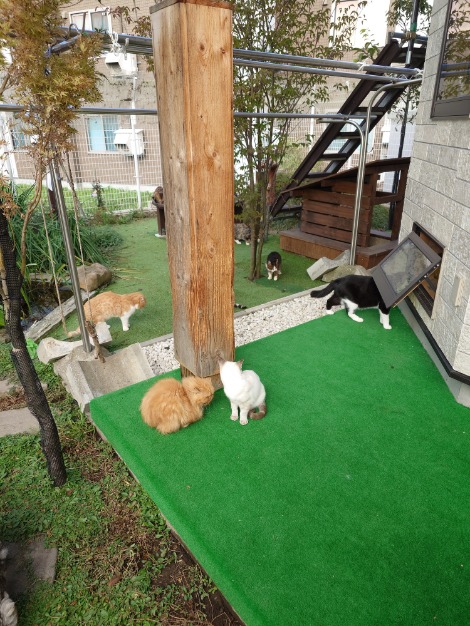久しぶりの我が家の休日(=^・^=)