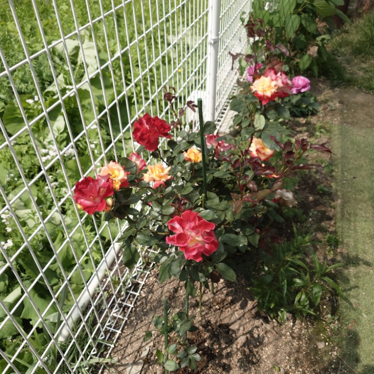 我が家の庭の野ばら🌹