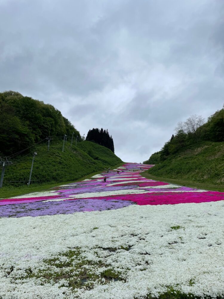 奥入瀬渓流温泉スキー場で芝桜🌸