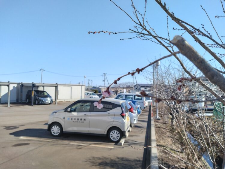 春です