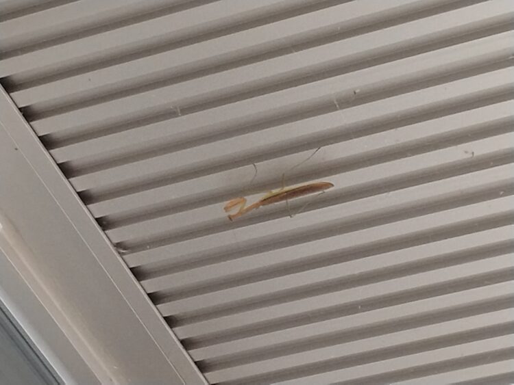 近頃はオニヤンマの陰に潜んでいます
