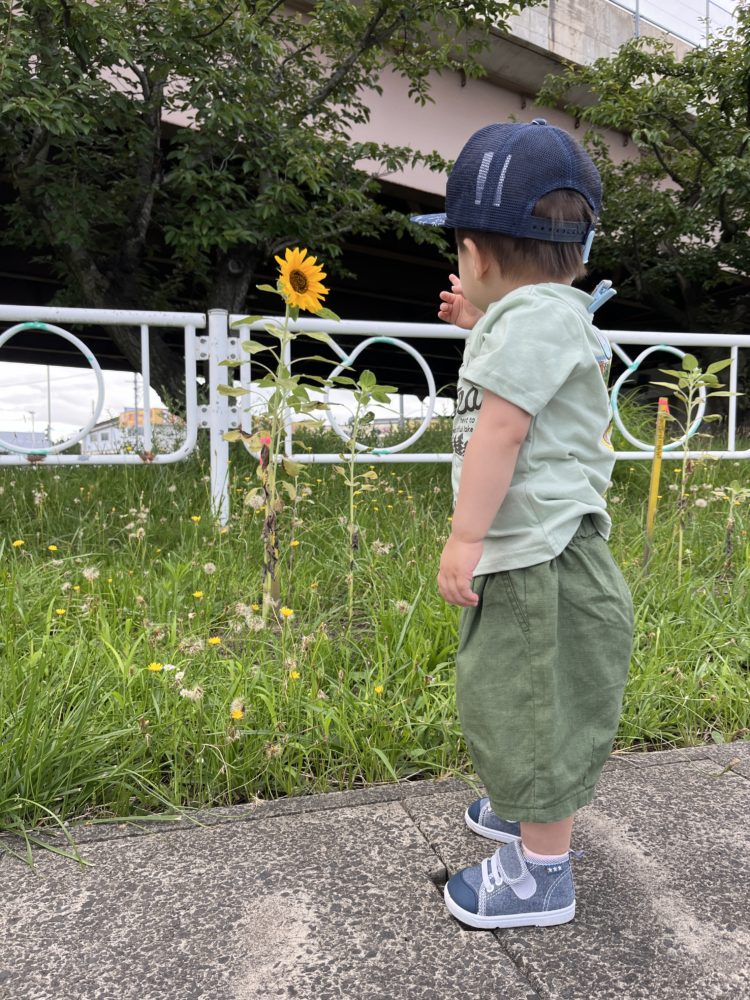 神田交差点のひまわり🌻