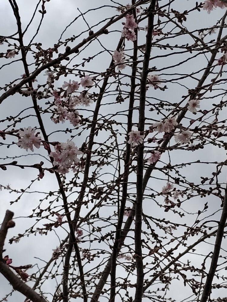 🌸弘前さくら情報①