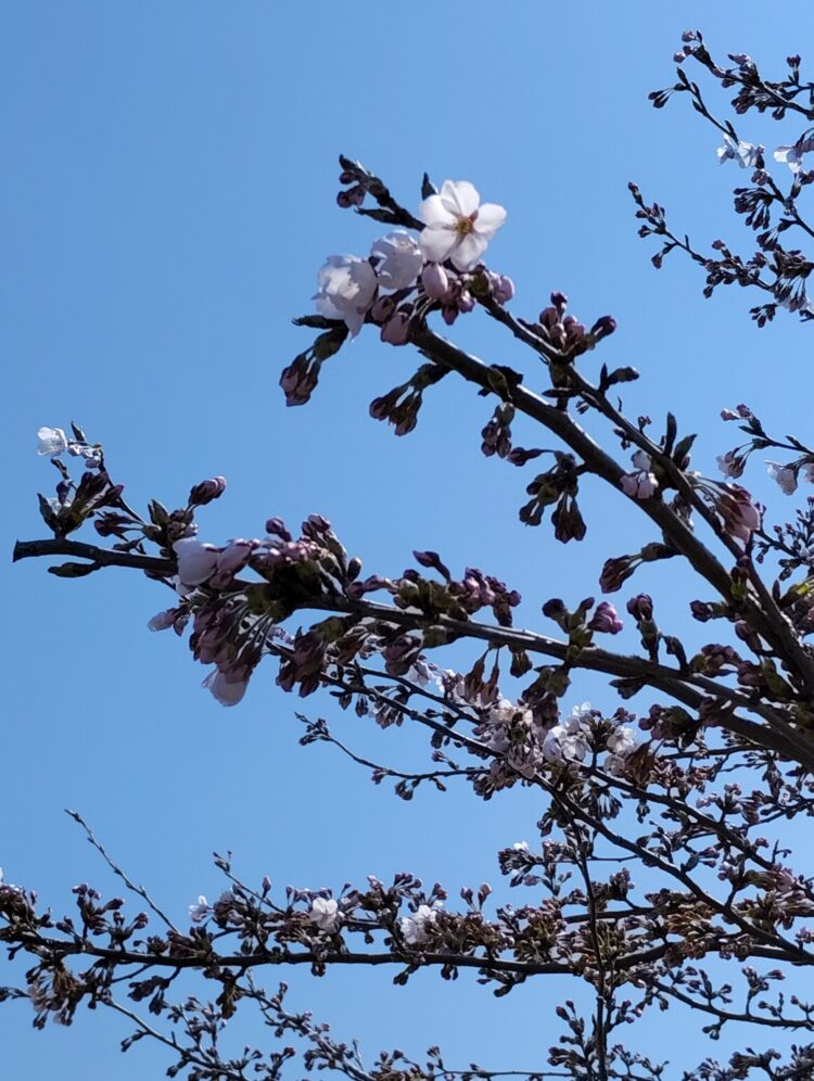 🌸弘前さくら情報②