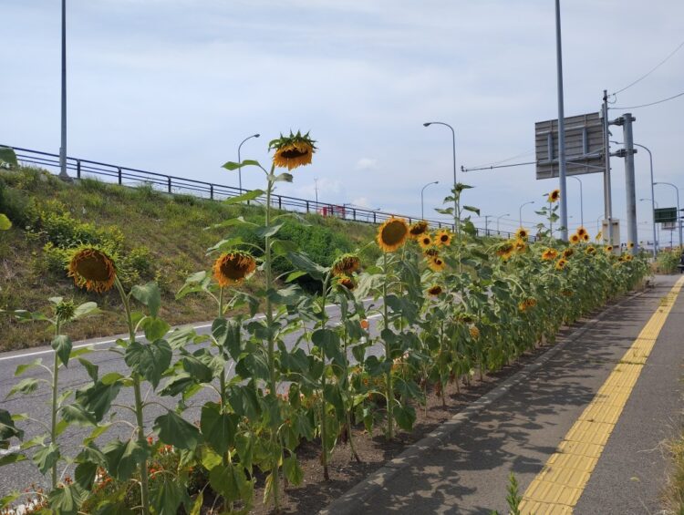 夏季休暇のお知らせ
