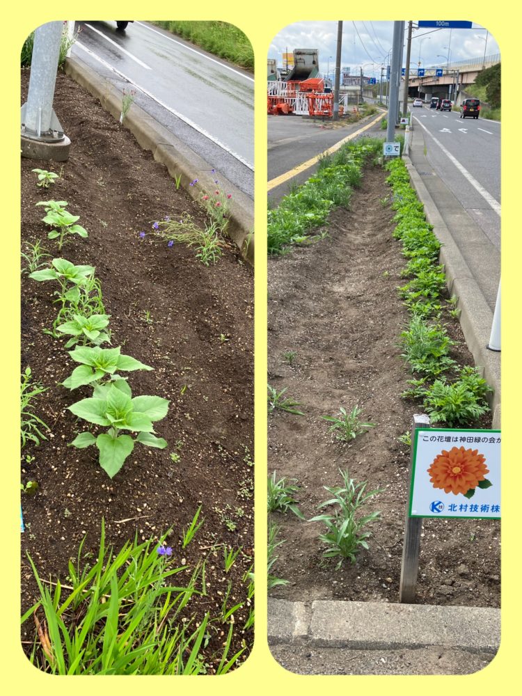 神田緑の会【5月】活動が紹介されました🌻