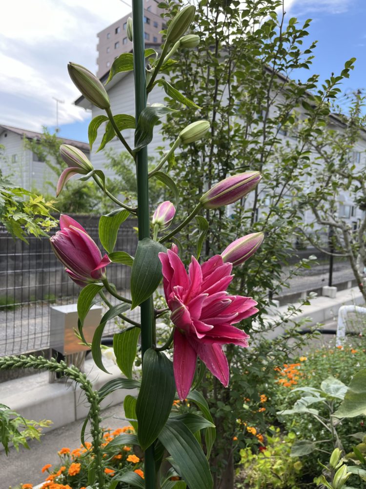 😺どうぶつ基金😺