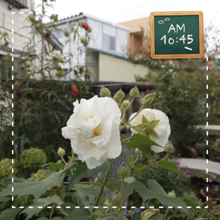 我が家に咲いた花🌺