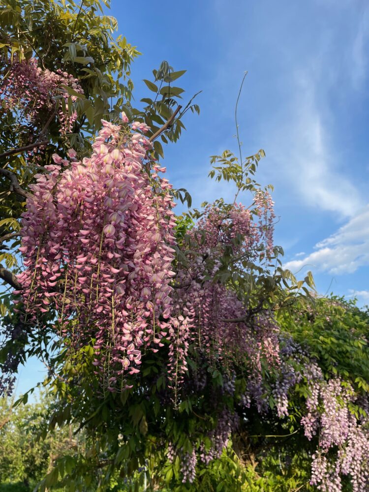 藤崎町の藤の花