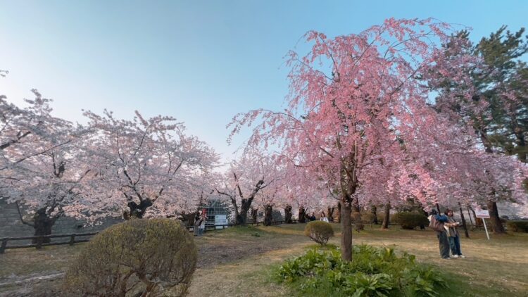 弘前さくらまつりに行ってきました🌸