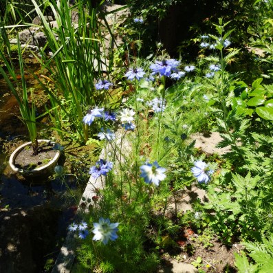 我が家の庭🌼