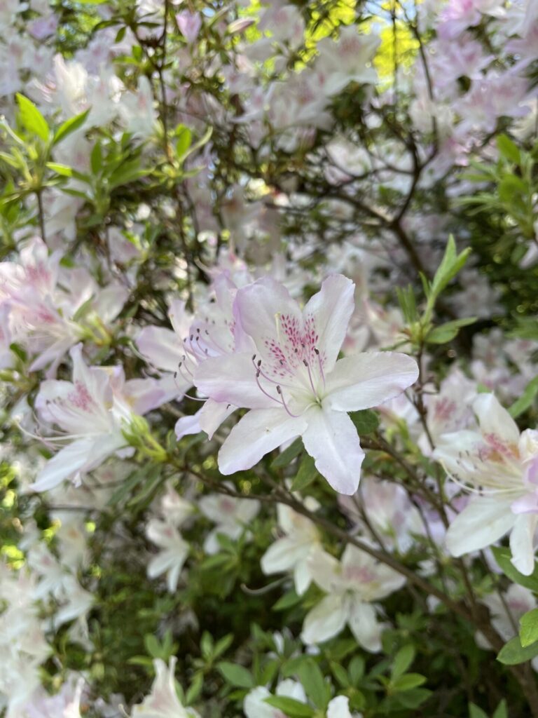 つつじ祭りに行ってきました
