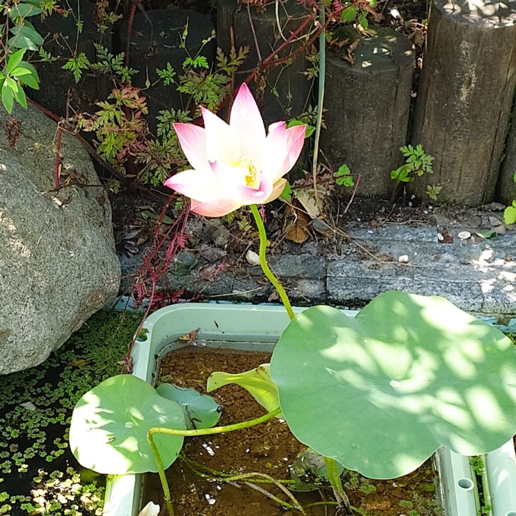 蓮が咲きました🌸