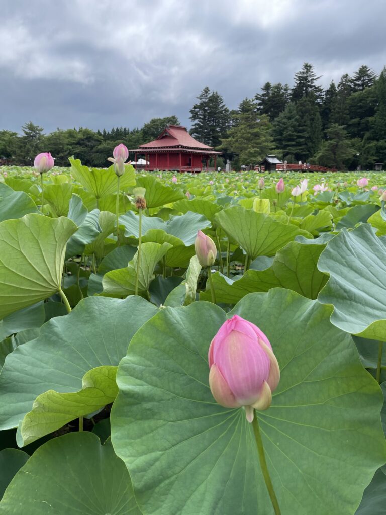 猿賀公園の蓮の花まつり